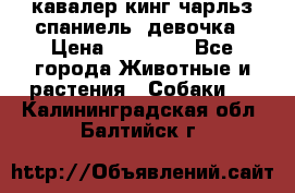  кавалер кинг чарльз спаниель -девочка › Цена ­ 45 000 - Все города Животные и растения » Собаки   . Калининградская обл.,Балтийск г.